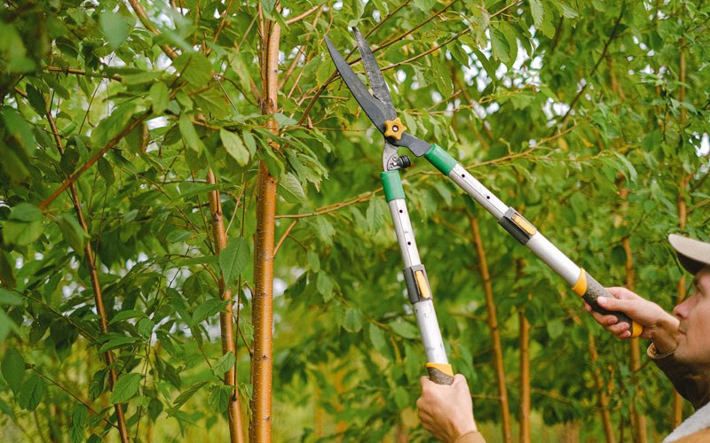 Tree trimming in Trout Lake, WA